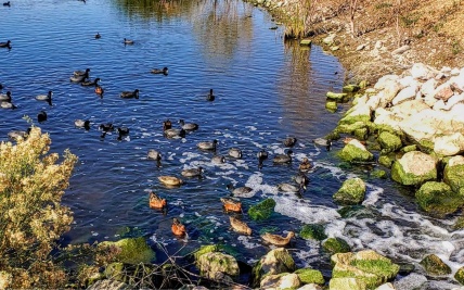 Nature and Industry Co-Exist at City of Henderson Water Reclamation Facility