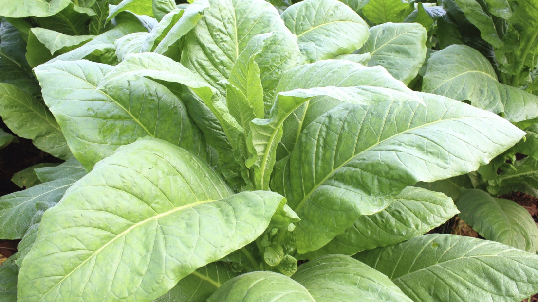 Safer Method for Total Alkaloids (as Nicotine) in Tobacco