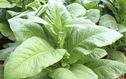 Safer Method for Total Alkaloids (as Nicotine) in Tobacco