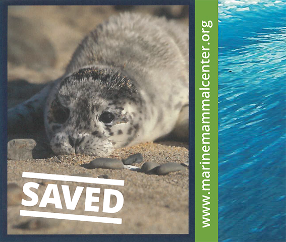Heyerdahl Marine Mammal Centre Seal of the month