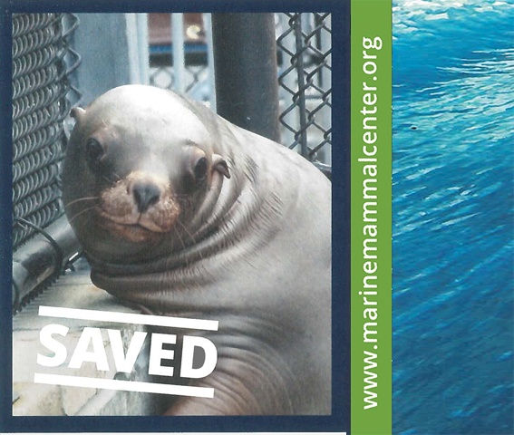 Leo the Seal, Marine Mammal Center